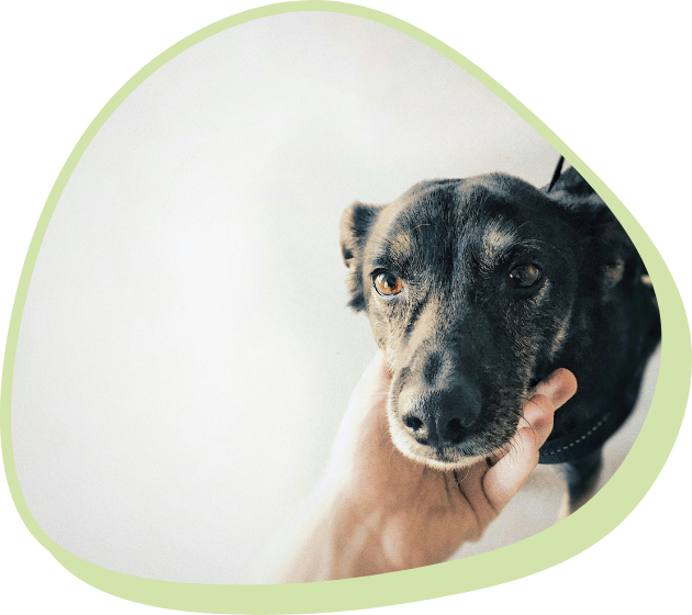 ベアドッグ事業について