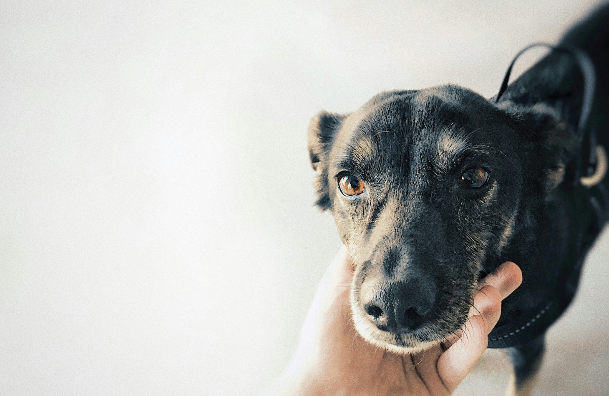 ベアドックの導入